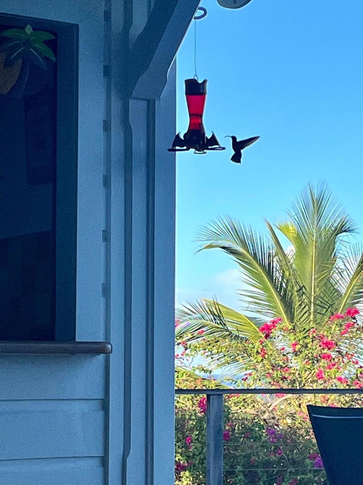 La Villa Kawana A 5 Minutes A Pied De La Plage レザンセス・ダルレット エクステリア 写真